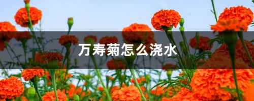 万寿菊怎么浇水