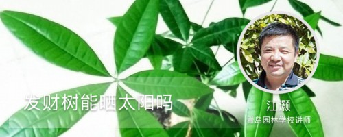 发财树能晒太阳吗，四季光照和养护方法