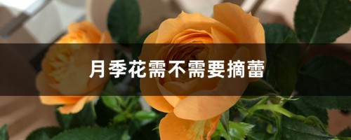 月季花需不需要摘蕾